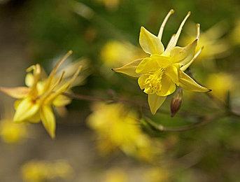 《火焰纹章无双：风花雪月》帝国篇预告 6月24日登陆NS
